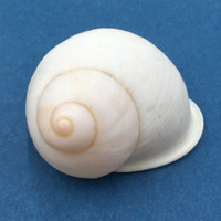 #35 Acavus haemastoma ALBINO 44.6mm Sri Lanka Acavidae Land Snail