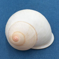 #61 Acavus haemastoma ALBINO 42.7mm Sri Lanka Acavidae Land Snail