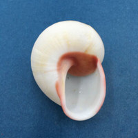 #65 Acavus haemastoma ALBINO 44.2mm Sri Lanka Acavidae Land Snail