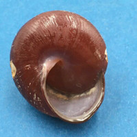 #2 Calocochlia bruguieriana 32.7mm Tablas Island, Philippines Camaenidae