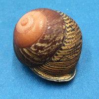 #3 Calocochlia bruguieriana 34.3mm Tablas Island, Philippines Camaenidae