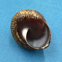 #3 Calocochlia bruguieriana 34.3mm Tablas Island, Philippines Camaenidae