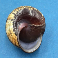 #7 Calocochlia bruguieriana 33.6mm Tablas Island, Philippines Camaenidae