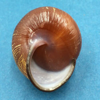 #9 Calocochlia bruguieriana 34.3mm Tablas Island, Philippines Camaenidae