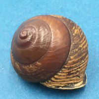 #10 Calocochlia bruguieriana 32.7mm Tablas Island, Philippines Camaenidae