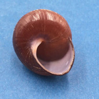 #18 Calocochlia bruguieriana 30.3mm Tablas Island, Philippines Camaenidae