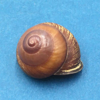 #19 Calocochlia bruguieriana 29.7mm Tablas Island, Philippines Camaenidae