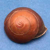 #1 Anixa zebuensis 39.7mm Cebu, Philippines Camaenidae