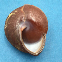 #1 Anixa zebuensis 39.7mm Cebu, Philippines Camaenidae