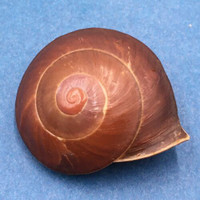 #11 Anixa zebuensis 37.4mm Cebu, Philippines Camaenidae