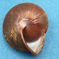 #11 Anixa zebuensis 37.4mm Cebu, Philippines Camaenidae