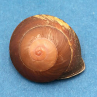 #13 Anixa zebuensis 36.8mm Cebu, Philippines Camaenidae