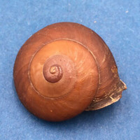 #19 Anixa zebuensis 35.7mm Cebu, Philippines Camaenidae