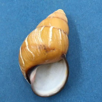 #3 Cochlostyla nobilis 57.9mm Negros Island, Philippines Camaenidae