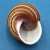 #1 Calocochlea pan 50.6mm NE Of Tagbilaran, Philippines, In Tree Camaenidae