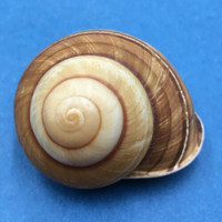 #2 Calocochlea pan 47.6mm NE Of Tagbilaran, Philippines, In Tree Camaenidae