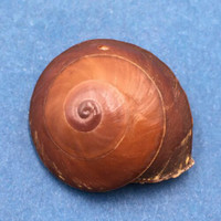 #3 Anixa zebuensis 36.1mm Cebu, Philippines Camaenidae