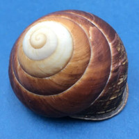 #1 Helicostyla grandis depressa 55.2mm North Luzon, Philippines Camaenidae