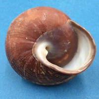 #1 Helicostyla grandis depressa 55.2mm North Luzon, Philippines Camaenidae