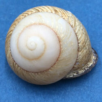 #1 Calocochlia collodes 33.9mm Cebu, Philippines Camaenidae