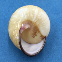 #1 Calocochlia collodes 33.9mm Cebu, Philippines Camaenidae