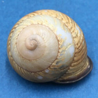 #3 Calocochlia collodes 34.9mm Cebu, Philippines Camaenidae