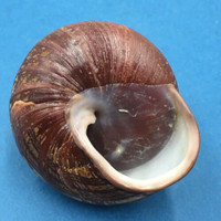 #2 Helicostyla grandis depressa 58mm North Luzon, Philippines Camaenidae