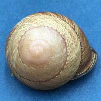 #5 Calocochlia collodes 33.8mm Cebu, Philippines Camaenidae