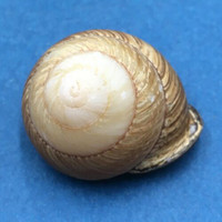 #6 Calocochlia collodes 31.8mm Cebu, Philippines Camaenidae