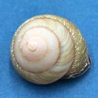 #7 Calocochlia collodes 33.9mm Cebu, Philippines Camaenidae