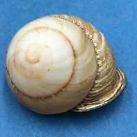 #8 Calocochlia collodes 33.8mm Cebu, Philippines Camaenidae