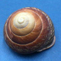 #3 Helicostyla grandis depressa 52mm North Luzon, Philippines Camaenidae