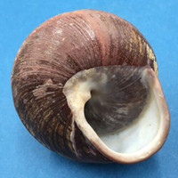 #5 Helicostyla grandis depressa 55.3mm North Luzon, Philippines Camaenidae