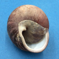 #6 Helicostyla grandis depressa 55.6mm North Luzon, Philippines Camaenidae