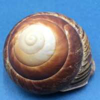 #8 Helicostyla grandis depressa 51.2mm North Luzon, Philippines Camaenidae