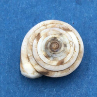 #4 Laeocathaica polytyla 12.9mm South Gansu, China, Camaenidae