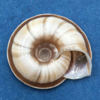 Laeocathaica potanini 21.4mm South Gansu, China, Camaenidae