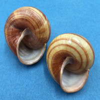 #1 Sphaerospira fraseri 38-41mm Kurrimine Beach, Qld, Australia, Camaenidae