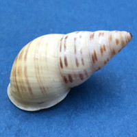 #3 Amphidromus contrarius 38.3mm Soe, East Timor, Indonesia, On Dry Bushes