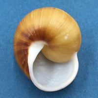 #2 Calocochlea cf. albaiensis ssp. 39.4mm Luzon, Philippines Camaenidae