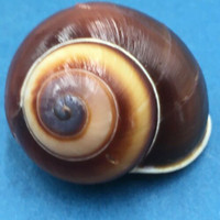 #5 Calocochlea cf. albaiensis ssp. 39.7mm Luzon, Philippines Camaenidae