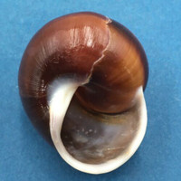 #5 Calocochlea cf. albaiensis ssp. 39.7mm Luzon, Philippines Camaenidae