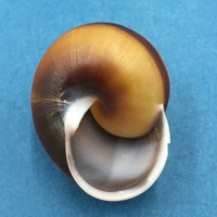 #6 Calocochlea cf. albaiensis ssp. 40.1mm Luzon, Philippines Camaenidae