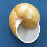 #12 Calocochlea cf. albaiensis ssp. 43.3mm Luzon, Philippines Camaenidae