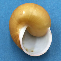 #16 Calocochlea cf. albaiensis ssp. 39.8mm Luzon, Philippines Camaenidae