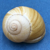 #1 Xanthomelon pachystylum 30.9mm Bundaberg, Queensland, Australia Camaenidae