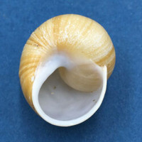 #1 Xanthomelon pachystylum 30.9mm Bundaberg, Queensland, Australia Camaenidae