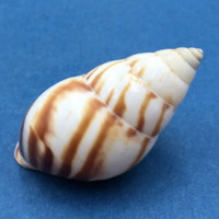 #11 Amphidromus perversus emaciatus 47.2mm Klaten, Central Java