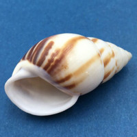 #11 Amphidromus perversus emaciatus 47.2mm Klaten, Central Java