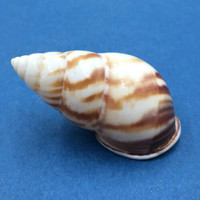 #14 Amphidromus perversus emaciatus 48.2mm Klaten, Central Java